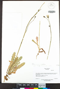 Hypochaeris glabra image