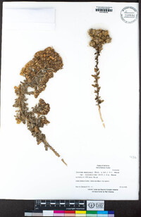 Isocoma menziesii var. vernonioides image