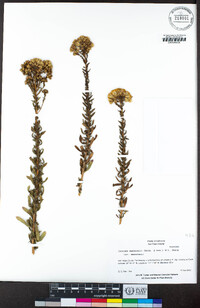 Isocoma menziesii var. menziesii image