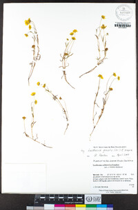 Lasthenia gracilis image