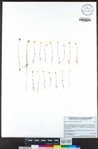 Lasthenia platycarpha image