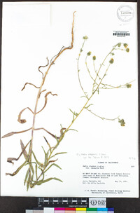 Madia elegans image