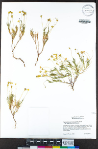 Thymophylla pentachaeta var. belenidium image