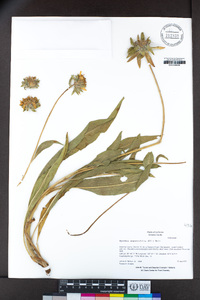 Wyethia angustifolia image