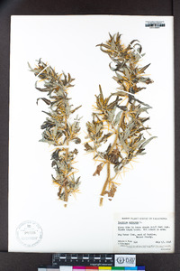 Xanthium spinosum image