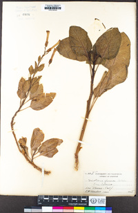 Nicotiana glauca image