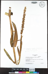 Platanthera dilatata var. leucostachys image