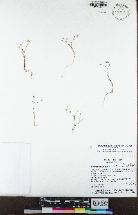 Minuartia douglasii image