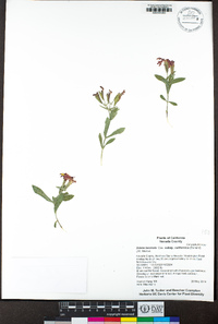 Silene laciniata subsp. californica image