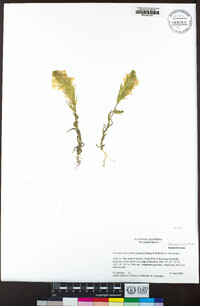 Castilleja rubicundula subsp. rubicundula image