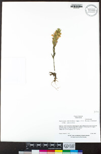 Castilleja rubicundula subsp. rubicundula image