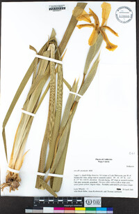 Iris orientalis image