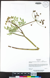 Lomatium californicum image