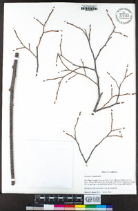 Diospyros virginiana image