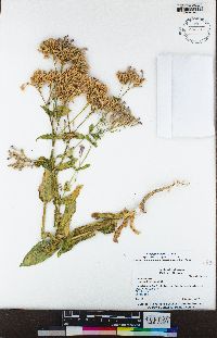 Silene armeria image