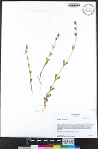 Silene gallica image