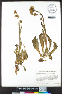 Senecio integerrimus var. exaltatus image