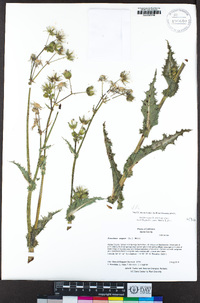 Sonchus asper image