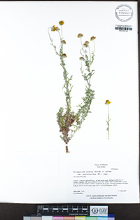 Eriophyllum lanatum var. achilleoides image