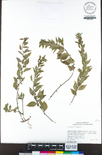 Parietaria judaica image