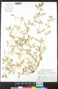 Tribulus terrestris image