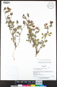 Acmispon grandiflorus image