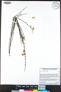 Cytisus striatus image