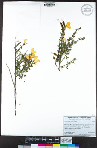 Cytisus scoparius image