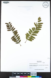 Gleditsia triacanthos image