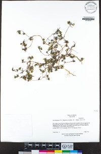 Orochaenactis thysanocarpha image