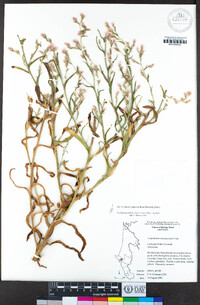 Pseudognaphalium ramosissimum image
