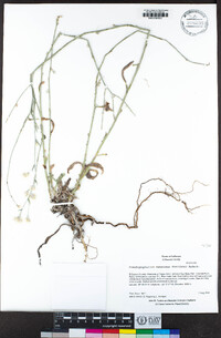 Pseudognaphalium beneolens image