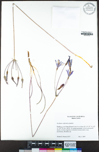 Brodiaea californica image