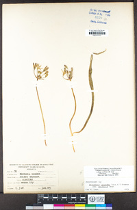 Triteleia ixioides subsp. unifolia image