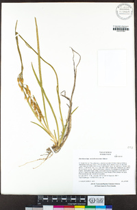 Narthecium californicum image