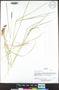 Dactylis glomerata image