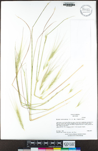 Elymus multisetus image