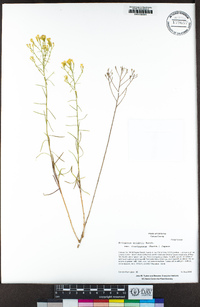 Eriogonum wrightii image