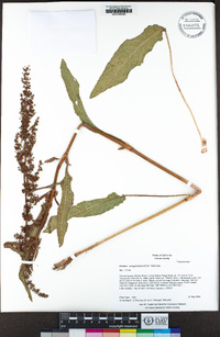 Rumex conglomeratus image