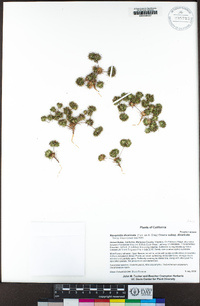 Navarretia divaricata subsp. divaricata image