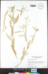 Croton wigginsii image