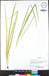 Juncus xiphioides image