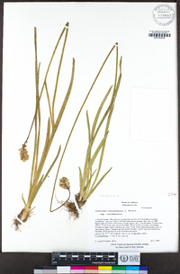 Triantha occidentalis subsp. occidentalis image