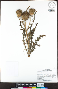 Cirsium cymosum image