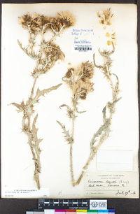 Cirsium douglasii image