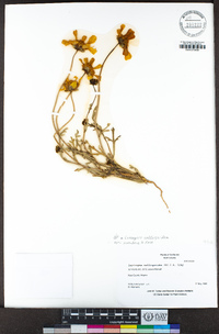 Leptosyne calliopsidea image