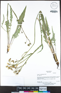 Crepis acuminata image