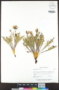 Crepis bakeri image