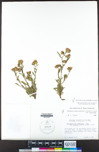 Dieteria canescens var. canescens image