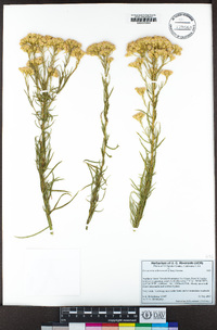 Ericameria arborescens image